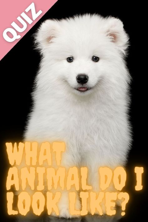 A fun quiz that will depict which type of animal you resemble the most once you answer some random questions. Everyone has certain characteristics or personality traits that may resemble certain animals. What Animal Do I Look Like Quiz. What animal am i quiz. #Quizony #quiz #animal #dog #cat #parrot #personalityQuiz #samoyed Ask Your Friends Which Animal You Are, Which Animal Are You Quiz, Am I A Therian Quiz, Which Animal Are You, Animal Face Type, What Animal Am I Quiz, What Animal Am I, Types Of Wolves, Dog Quiz