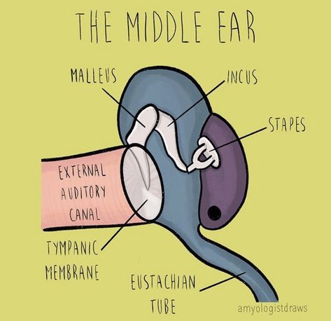 Audiology Student Aesthetic, Speech Pathology Aesthetic, Pathology Aesthetic, Inner Ear Anatomy, Audiology Student, Computed Tomography, Ear Anatomy, Speech And Hearing, Deaf Education