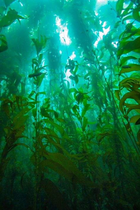 Underwater Kelp Forest, Kelp Forest Photography, Aquatic Plants Illustration, Kelp Forest Wallpaper, Kelp Forest Drawing, Kelp Aesthetic, Kelp Forest Illustration, Kelp Forest Art, Kelp Forest Aesthetic