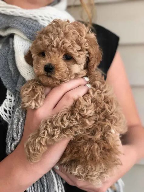 Teacup Goldendoodle Puppy, Golden Poodle Puppy, Tea Cup Poodles, Tea Cup Golden Doodle, Brown Teacup Poodle, Teacup Goldendoodle Full Grown, Tea Cup Poodle Puppies, Teacup Cockapoo, Cavapoo Teacup