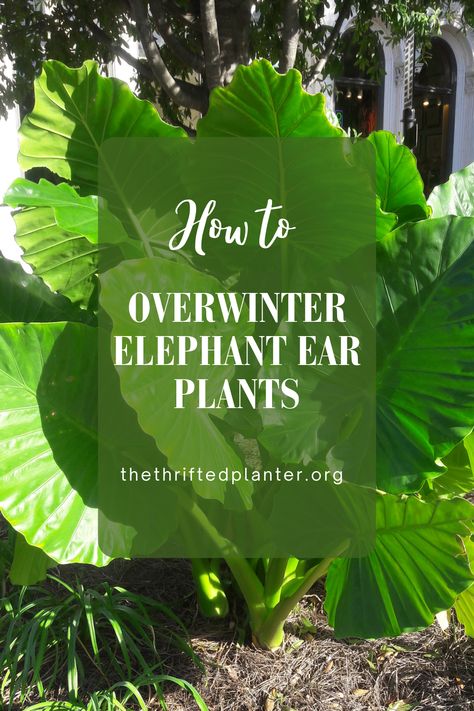 If you grow elephant ear plants and toss them at the end of the season because you don't know what to do with them. Read this post because you can keep your elephant ears for years to come! When To Dig Up Elephant Ear Bulbs, Winterizing Elephant Ear Plants, Elephant Ears Plants Outdoor, How To Take Care Of Elephant Ear Plants, Elephant Ear In Pots, How To Overwinter Elephant Ears, Types Of Elephant Ear Plants, Elephant Ears Plants Landscaping, Elephant Ears Plants Indoor