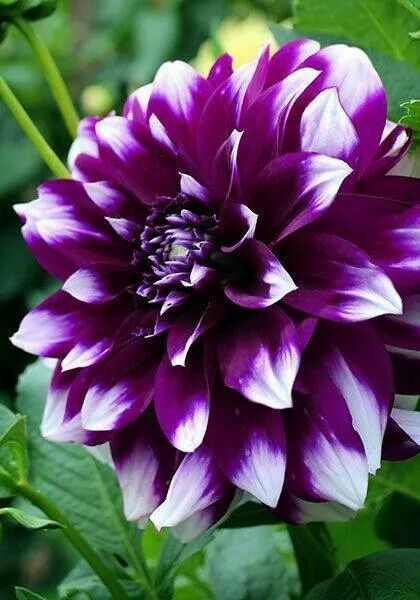 Beautiful Delilah Purple And White, Purple Flower, Dahlia, Purple, Flowers, Green, White