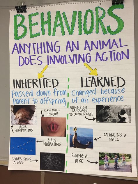 Inherited Traits/ Behaviors Anchor Chart Inherited Traits And Learned Behaviors Anchor Chart, Animal Behavior Science, Animal Traits 3rd Grade, Inherited Traits 3rd Grade, Inherited Traits Anchor Chart, Genetics Anchor Chart, 3rd Grade Science Anchor Charts, Science Anchor Charts 5th Grade, Animal Adaptations Anchor Chart