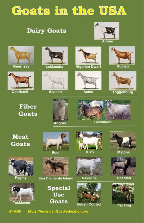 Meat Goats Breeds, Pig Breeds Chart, Goat Breeds Chart, Goat Types, Goat Farming Ideas, Goat Sketch, Pygora Goats, Anglo Nubian Goats, Types Of Goats