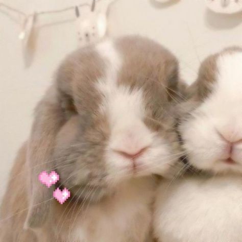 Aesthetic Bunny Pfp, Cute Bunny Pictures, Online Quiz, Bunny Pictures, Pretty Animals, Silly Animals, Cute Creatures, Cute Pins, Cute Little Animals