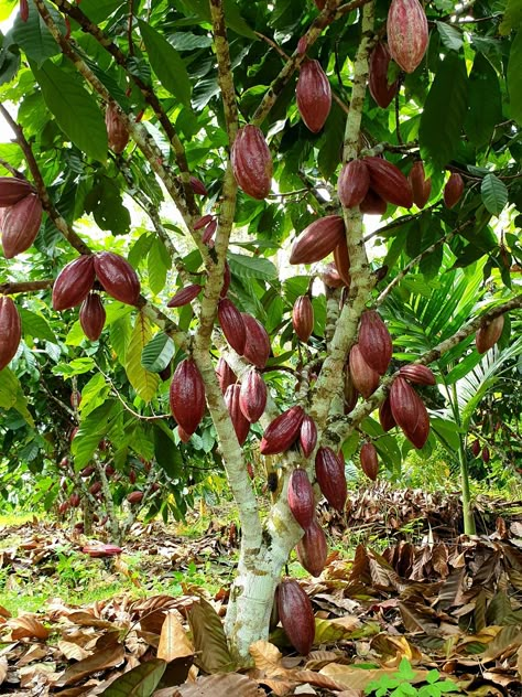 Cacao Plant, Cocoa Plant, Cocoa Tree, Cacao Tree, Farm Fruit, Cacao Fruit, Tropical Greenhouses, Orchard Tree, Cacao Chocolate