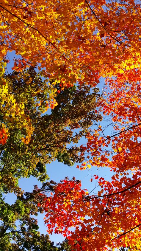 Fall Sky Aesthetic, Autumn Photography Nature Landscapes, Fall Wallpaper Landscape, Fall Landscape Wallpaper, Autumn Colors Wallpaper, Autumn Wallpaper Iphone Aesthetic, Iphone Autumn Wallpaper, Otoño Aesthetic, Fall Wallpaper Aesthetic Iphone