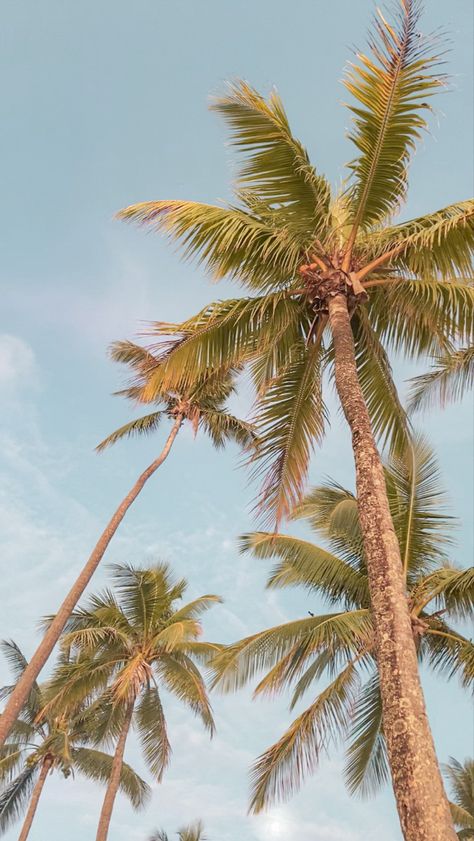 Summer inspiration palm trees summer break holidays Aesthetic Summer Wallpapers, Palm Tree Background, Palm Tree Drawing, Palm Tree Photography, Palm Tree Pictures, Palm Trees Wallpaper, Summer Wallpapers, Palm Trees Beach, Letter X