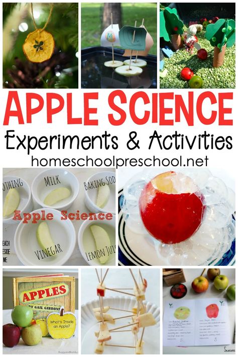 It's time to gear up for back to school. Add one or more of these science activities to your apples preschool theme. The kids will love it! #homeschoolprek #aisforapple #applespreschooltheme #preschoolappletheme #applescience Apples Preschool Theme, Apple Science Experiments, Apple Theme Activities, Apple Science, Preschool Apple Activities, Preschool Apple Theme, Apple Kindergarten, Science Experience, Fall Science