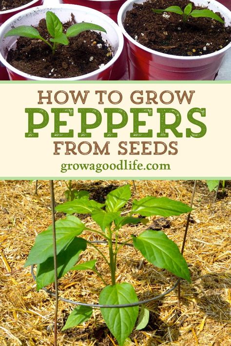 Grow Peppers From Seeds, Grow Peppers, Spring Vegetable Garden, Growing Peppers, Grow From Seed, Small Vegetable Gardens, Pepper Plants, Garden Veggies, Veg Garden