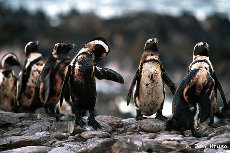 Oiled Penguins Shock Pictures, Oil Pollution, African Penguin, Haunting Photos, Ocean Pollution, Environmental Problem, La Pollution, Green Environment, Environmental Pollution