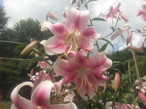 Lilies Aesthetic, Pink White Aesthetic, Pink Lilies, Nothing But Flowers, White Lily, Brain Rot, Birds Of A Feather, Subscribe To My Youtube Channel, Flower Therapy