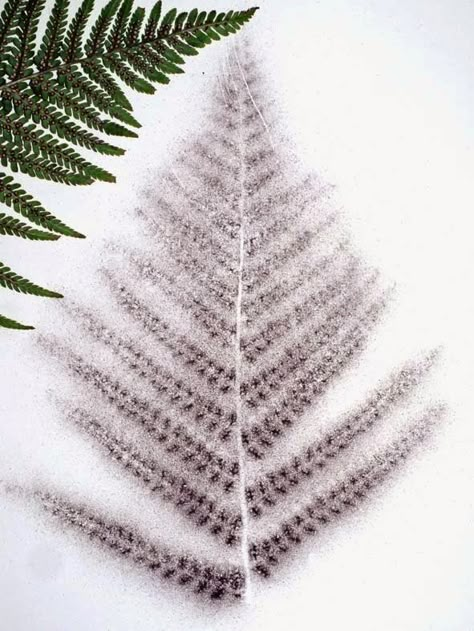 CABINET OF CURIOSITIES: Fern spore prints Spore Prints, Fern Spores, Spore Print, Garden Spider, Caddis Flies, Mushroom Spores, Field Journal, Bee Hotel, Mushroom Crafts