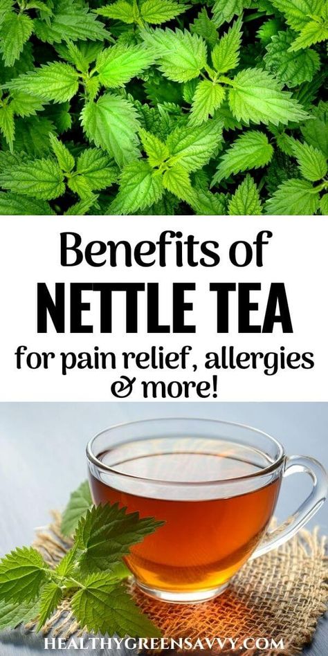 7 Excellent Nettle Leaf Tea Benefits Benefits Of Nettle, Foraging Plants, Medicinal Gardening, Medicinal Flowers, Herbal Benefits, Nettle Leaf Tea, Nettle Tea, Homesteading Life, Nettle Leaf