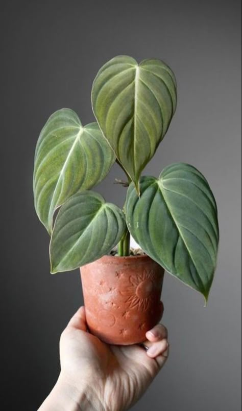 Cool Looking Plants, Plant Reference Photos, Home Plants Aesthetic, Unique House Plants, Plant Reference, Candle Plant, Plants Aesthetic, Home Plants, Plants Are Friends