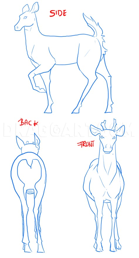 Practise Drawings, How To Draw Deer, Draw Deer, Drawing Deer, Deer Sketch, Deer Drawing, Drawing Animals, Deer Art, Basic Drawing