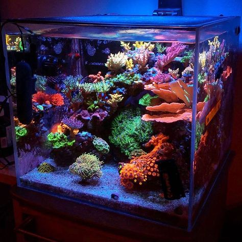 Aquascape Design Saltwater, 20 Gallon Saltwater Tank, Saltwater Tank Aquascape, Saltwater Reef Tank, Small Reef Tank, Clownfish Tank Ideas, Underwater Plants Aquarium, Nano Reef Tank Aquascaping, Marine Fish Tank Ideas