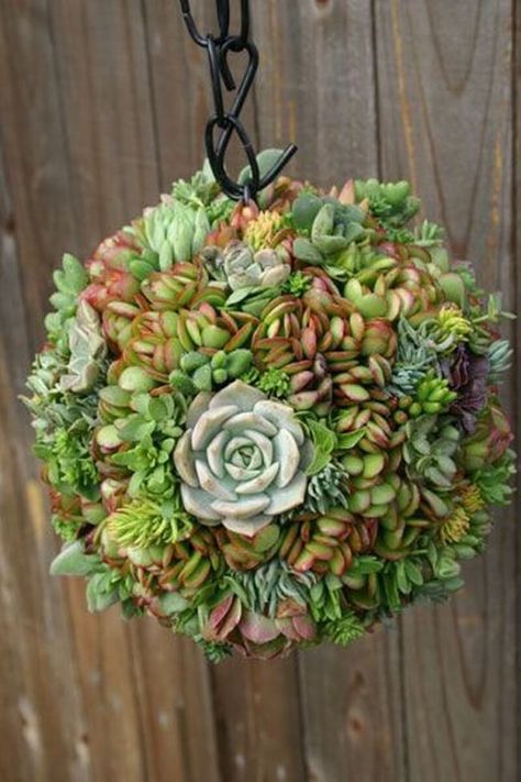 57+ Best Succulent Garden Ideas With Tutorials (PICTURES) Succulent Landscape Design, Succulent Garden Design, Succulent Landscaping, Backyard Plants, Types Of Succulents, Hanging Succulents, Growing Succulents, Succulent Gardening, Succulents Indoor