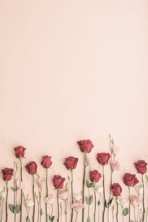 Iphone Wallpaper Aesthetic, Wallpaper Iphone Wallpaper, Wallpaper Wallpaper, Wallpaper Aesthetic, Pink Background, Wallpaper Iphone, White Flowers, Aesthetic Wallpapers, Iphone Wallpaper