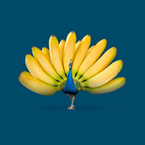 Creative Comments, Fruits Decoration, Surealism Art, Banana Art, Montage Photo, Surrealism Photography, Foto Art, Creative Ads, Ads Creative