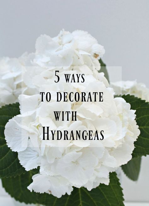 There are so many possibilities of styling hydrangeas to decorate your home. I have shown you 5 easy ways to decorate with hydrangeas, from a simple white bouquet in a round vase to and eclectic Bohemian style. Take a peek at how easy it is to create these looks. White Hydrangea Vase Arrangement, How To Arrange Hydrangeas In A Vase, Decorating With Hydrangeas, Hydrangea Arrangements For Home, Hydrangea Bouquet In Vase, Hydrangea Vase Arrangement, Simple White Bouquet, White Hydrangea Centerpiece, Tall Clear Vase