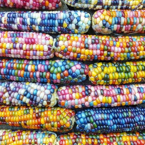 My Modern Met on Instagram: "What kind of popcorn would this make? 🍿 These beautiful cobs are called Glass Gem Corn and they're the result of selective breeding of heirloom corn varieties over many generations 🌽 📷: @buttonshawbackyardfarm" Gem Corn, Rainbow Corn, Glass Gem Corn, Food Art Photography, Selective Breeding, Indian Corn, Glass Gems, Food Art, Popcorn