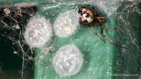 Hobo Spider, Spider Killer, Spider Fact, Spider Eggs, Spider Control, Types Of Spiders, Get Rid Of Spiders, Brown Recluse, House Spider