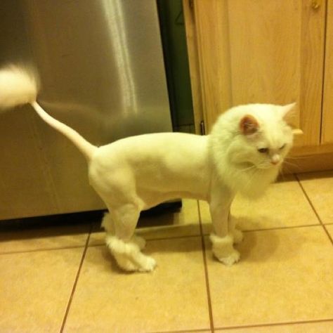 Lion cut.... He's so handsome Cat Lion Haircut, Lion Cut Cat, Cat Lion Cut, Cat Haircuts, Cat Grooming Styles, Shaved Cat, Cat Haircut, Lion Cat, Cut Cat