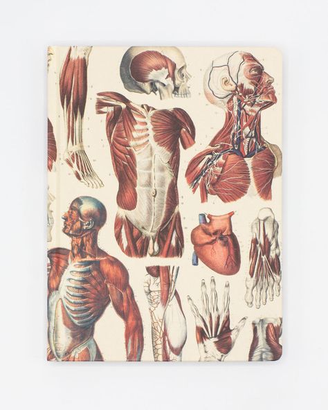 Whether you’re starting an exercise journal or taking notes in anatomy lecture, this muscle-inspired hardcover notebook is just what you’ve been looking for. Gift one to your physical therapist for helping you get moving again or to your orthopedist as a thank-you for a successful surgery. Let it inspire you on your med school journey, in physiology lab, or on your rotations. Colored Skeleton, Therapy Notes, Anatomy Illustration, Skeleton Anatomy, Recycled Notebook, Graph Paper Notebook, Heart Journal, Science Notebook, Pharmacist Gift