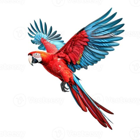 Flying Bird Photo, Flying Parrot Drawing, Macaw Parrot Drawing, Macaw Illustration, Flying Macaw, Macaw Drawing, Macaw Flying, Parrot Illustration, Flying Parrot