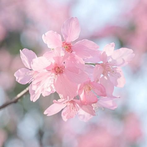 "🌺 Bloom on Your Table with Sakura Bowls! 🌸��✨ 🌸 What’s your favorite way to add a touch of elegance to your table? Let me introduce you to something truly magical! Our cherry blossom-shaped bowls will transform your dining experience. Imagine the beauty of sakura blossoms 🌺 right on your table, making every meal special and elegant.✨ These bowls are lit AF! 🌺 Picture this: a serene, cherry blossom-filled scene as you enjoy your meal. Our sakura bowls aren't just dishes; they’re a piece of art... Cherry Blossom Scenery, Sakura Nails, Bae Gift, Sakura Aesthetic, Cherry Blossom Cake, Blossom Cake, Sakura Blossoms, Blossom Wallpaper, Lit Af