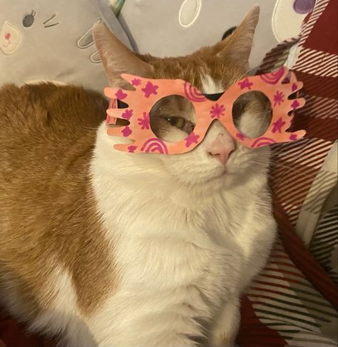 My cat Blaze being an absolute icon with his luna lovegood glasses handmade by mwah. Luna Lovegood Aesthetic Icons, Penelope Garcia Aesthetic, Luna From Harry Potter, Luna Lovegood Icon, Garcia Aesthetic, Luna Lovegood Art, Pottah Parodies, Luna Lovegood Glasses, Luna Lovegood Aesthetic