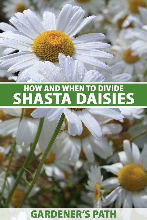 Shasta daisies are sun-loving summer perennials that are easy to cultivate in moderately rich, well-draining soil. In order to keep plants healthy, it is essential to divide them periodically. Read on and learn when and how to divide Shasta daisies now on Gardener’s Path. #shastadaisies #gardening #gardenerspath Summer Perennials, Garden Dividers, Shasta Daisy, Shasta Daisies, Hardiness Zones, Flower Farmer, Summer To Fall, Replant, Garden Pests