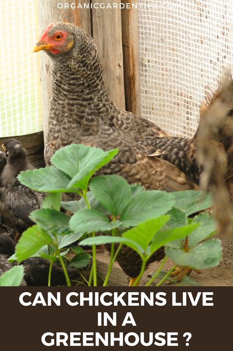 Greenhouse Chicken Coop Ideas, Diy Greenhouse Chicken Coop, Garden Greenhouse Chicken Coop, Greenhouse To Chicken Coop, Chicken Coop Attached To Greenhouse, Greenhouse For Chickens, Greenhouse With Chicken Coop, Chicken Heated Greenhouse, Chickens In Greenhouse