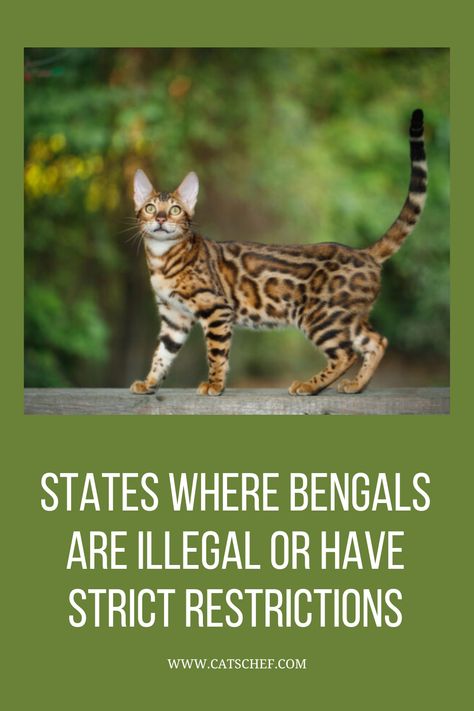 Some places, such as Hawaii, Seattle, and NYC, completely prohibit having a Bengal cat as your pet. All three of these states have strict legal restrictions when it comes to the ownership of wild cat hybrid species. Other states, however, are a little less strict when it comes to Bengals. #catschef #cat #cats #kitten #kittens #catlover #catlovers #catlife #catoftheday #meow #pets #cute #love #animals #animallovers #kitty #kittycat #persiancat #mainecoon #ragdollcat #siberiancat #bengalcat Mink Bengal Cat, Bengal Cat Colors, Bengal Cat Personality, Cat Hybrid, Spot Tattoo, Bengal Cat For Sale, Bengal Cat Breeders, Bengal Cat Kitten, Bengal Kittens For Sale