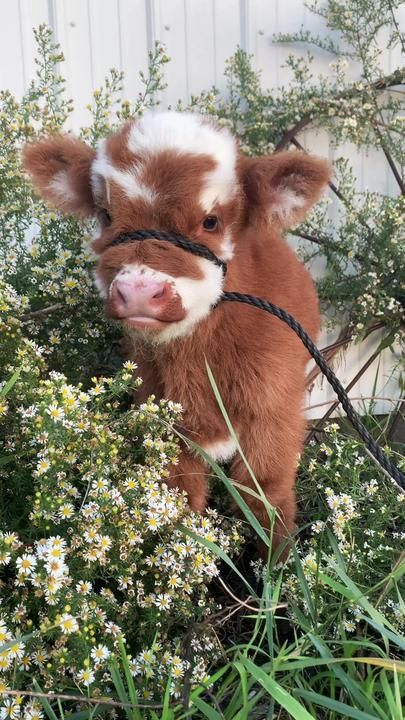 Holstine Cows, Cows Fluffy, Adorable Baby Animals, Pet Cows, Garden Fashion, Regnul Animal, Cutee Animals, Usa Funny