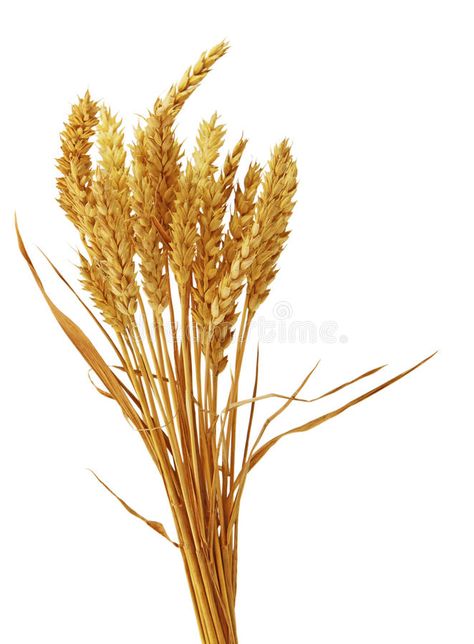 Columbian Exchange, Wheat Bundle, Portfolio Template Design, Types Of Bread, Wheat Fields, White Image, Reed Diffuser, Fertility, Agriculture