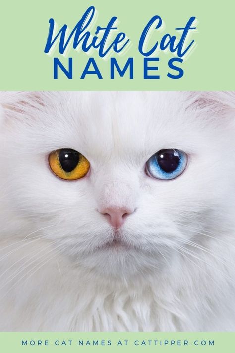 White Cat Names - CatTipper Female Cat Names Unique, Male Cat Names Unique, Disney Cat Names, Kitten Names Unique, Names For Male Cats, White Ragdoll Cat, Albino Cat, Cat Breeds List, Boy Cat Names