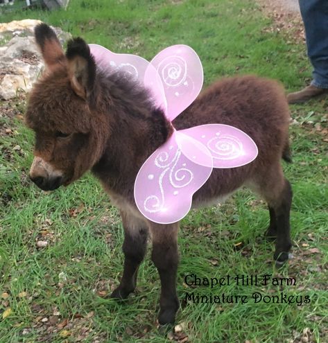 Chapel Hill Farm Mini Donkeys - Miniature Donkey Baby Texas Baby Donkey Cute, Cute Donkeys, Donkey Tattoo Small, Aesthetic Donkey, Mini Farm Animals, Donkey Pics, Small Donkey, Baby Donkeys, Funny Farm Animals