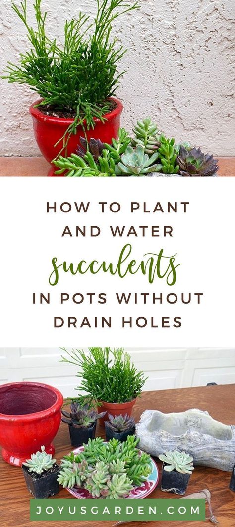 Potting A Succulent, How To Plant Succulents, Crazy Plants, Succulent Projects, Garden Diy Hacks, Water Succulents, Succulents Care, Succulents In Pots, Succulent Outdoor