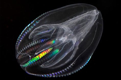 Comb Jellies, The rainbow colors decorating this jellyfish are a result of bioluminence, a natural process of creating lights biologically. It swims with the helps of a group of comb-like eyelash hairs, from which it gets its name. Mysterious Sea Creatures, Weird Sea Creatures, Creature Marine, Living Fossil, Deep Sea Creatures, Weird Fish, Cane Corso, Sphynx, Wild Life