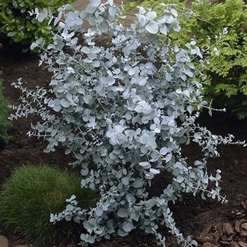 Viburnum Opulus, Silver Dollar Eucalyptus, British Garden, Eucalyptus Tree, Specimen Trees, Plant Supplies, Fast Growing Trees, Foliage Plants, Plant Sale