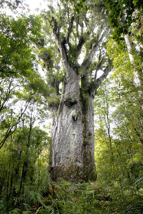 Kauri tree Agathis australis, New Zealand Kauri Tree, Animal Hybrids, Big Trees, Tree Species, Australian Flora, Old Trees, Forest Garden, Image Archive, Unique Trees