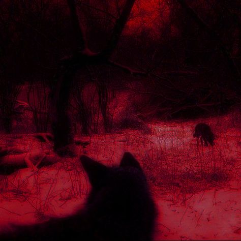 Wolf Red Aesthetic, Red Cryptid Aesthetic, Red Werewolf Aesthetic, Deep Red Aesthetic Grunge, Red Deer Aesthetic, Red Forest Aesthetic, Red Wolf Aesthetic, Red Grunge Pfp, Dark Forest Core