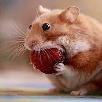 2,436 Likes, 34 Comments - Hamsters-Daily-life. (@hamsterenstagram) on Instagram: “Subscribe to our YouTube channel for more such videos. . 🎁🎁 🎁 . Giveaways : New giveaway on 7th…” Mouse Eating, Hamster Eating, A Hamster, Animal Antics, Cute Hamsters, Hamsters, Cute Creatures, Sweet Animals, Cute Funny Animals