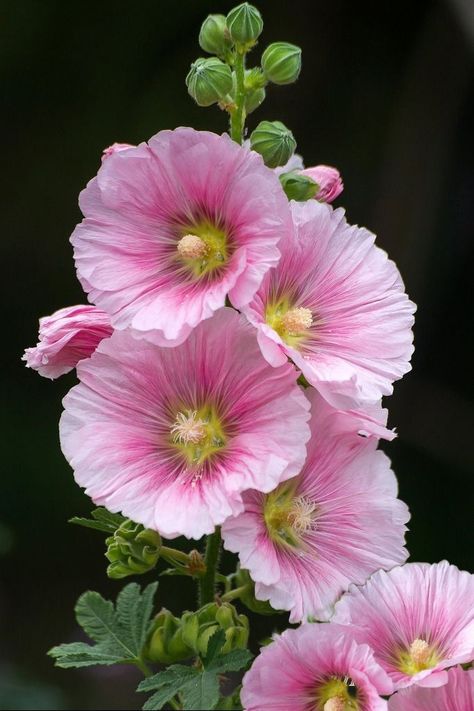 Hollyhocks Flowers, Cottage Gardens, Flowers For You, Beautiful Flowers Pictures, Exotic Flowers, Flower Beauty, Flower Images, Beautiful Blooms, Flower Photos