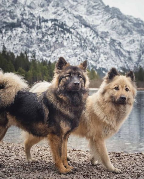 15+ Big Fluffy Dog Breeds That Are Made For Cuddling Big Fluffy Dog Breeds, Big Breed Dogs, Big Dog Breeds Gentle Giant, Cute Big Dogs, Protective Dog Breeds, Mountain Dog Breeds, Medium Dog Breeds, Cute Dog Breeds, Fluffy Dog Breeds