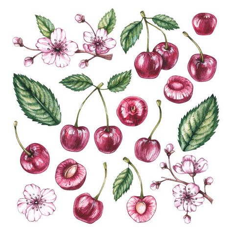 2,758 Cherry Tree Drawings Stock Photos, Pictures & Royalty-Free Images - iStock Cherry Wine Tattoo, Cherry Tree Drawing, Fruit Tattoos, Shein Ideas, Bush Drawing, Cherry Drawing, Cherries Painting, Tree Drawings, Fruit Tattoo