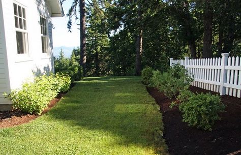 Love the fence, the neatly trimmed grass and the shrubs. Blueberry Hedge, Porch Landscaping, Berry Garden, White Fence, Berry Bushes, White Picket Fence, Cabins In The Woods, Country Farmhouse, Dream Homes