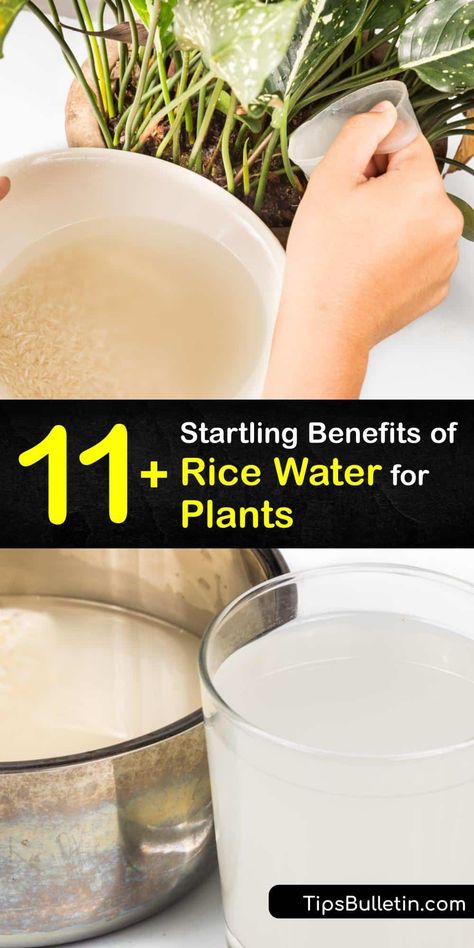 When you’ve cooked or washed rice, you have organic rice water. Rice comes from a rice plant grown in a rice field, where the rice water weevil is a major pest. Use fermented rice water to water plants and give them nutrients and beneficial Lacto bacilli bacteria. #rice #water #plants What Is Rice Water Good For, Rice Water For Plants Benefits, Uses For Rice Water, Rice Water Fertilizer, Rice Water For Plant Growth, Rice Water Uses, Rice Water For Plants, Tritip Recipes, Benefits Of Rice Water